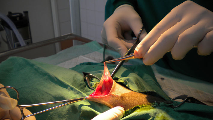 chirurgie vétérinaire et urgences à caen