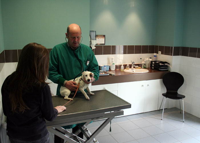 Consultation vétérinaire de médecine Consultation vétérinaire de médecine