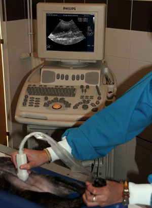 échographie vétérinaire échographie vétérinaire