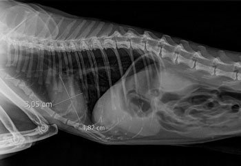 Radiographie numérique vétérinaire