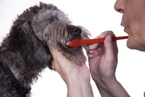 Brossage des dents chez le chien