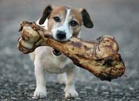 chien_mange_os_poulet