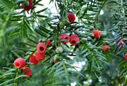 if-taxus-baccata_toxicite_chien