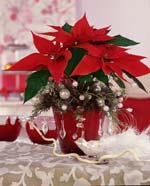 poinsettia_risque_toxique_chien