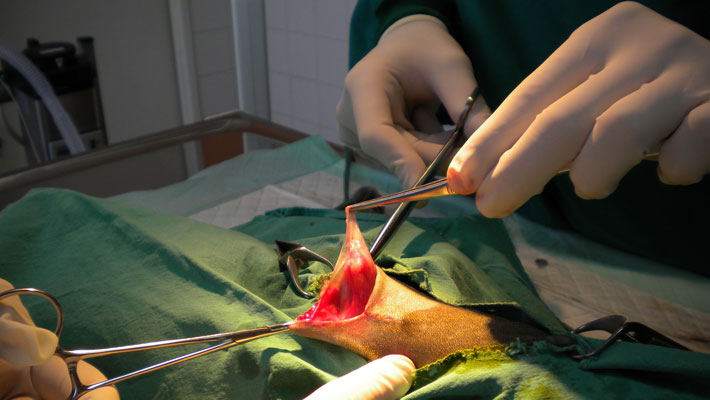 Chirurgie Chirugie Vétérianire