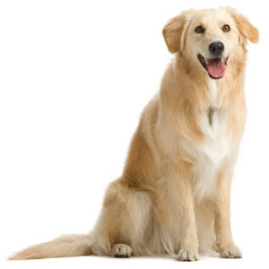 chien golden retriever détouré sur fond blanc chien golden retriever détouré sur fond blanc
