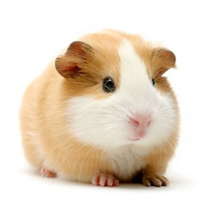 cochon d’indes cobaye détouré sur fond blanc cochon d'indes cobaye détouré sur fond blanc