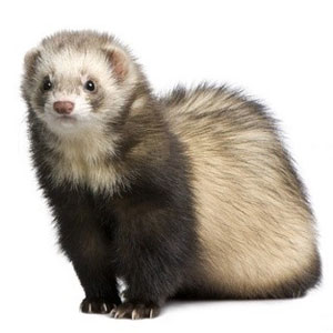 furet putoisé détouré sur fond blanc furet putoisé détouré sur fond blanc