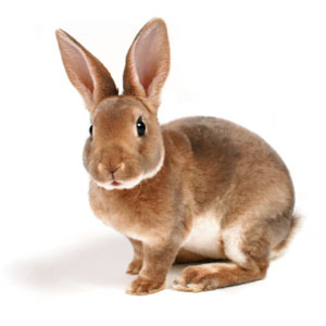 lapin détouré sur fond blanc lapin détouré sur fond blanc