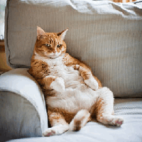 chat obèse avachi sur un canapé chat obèse avachi sur un canapé