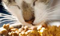 chat qui mange des croquettes chat qui mange des croquettes