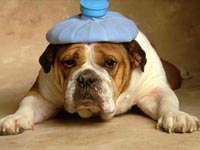 Chien malade chien malade urgence vétérinaire bouillotte sur la tête