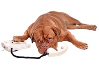 Chien au téléphone SOS vétérinaire Chien au téléphone SOS vétérinaire