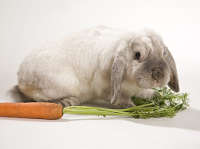 lapin mange des fanes de carottes lapin mange des fanes de carottes