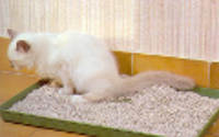 chat qui fait pipi dans la litière chat qui fait pipi dans la litière