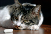 chat qui regarde un médicament sur une table chat qui regarde un médicament sur une table
