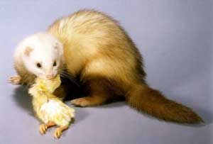 Alimentation menagere furet qui mange un poussin Alimentation menagere furet qui mange un poussin