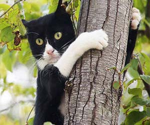 chat SOS vétérinaire de garde chat SOS vétérinaire de garde