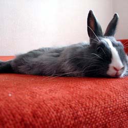 lapin veterinaire de garde lapin veterinaire de garde