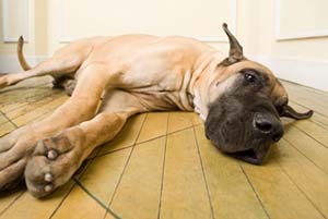 Urgence vétérinaire Chien malade Urgence vétérinaire Chien malade