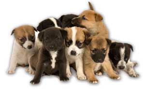 école du chiot socialisation à la clinique vétérinaire école du chiot socialisation à la clinique vétérinaire. Chiots sur fond blanc détourés