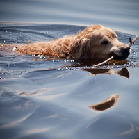 chien-baignade chien qui nage et qui rapporte un baton