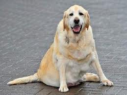 chien_douleurs_articulaires chien labrador obèse arthrosique assis de travers