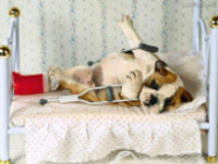 chien alité chien alité malade avec un plâtre et une béquille