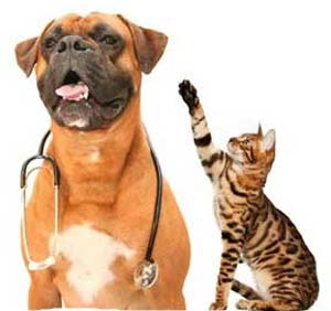chien-chat-stetho_ chien avec un sthétoscope et un chat qui essaye de l'attraper