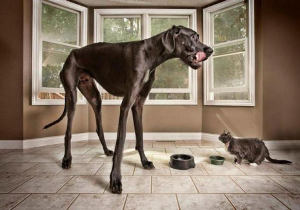 zeus-est-malgre-sa-taille-un-chien-tres-doux dogue allemand avec un petit chat qui mangent une gamelle