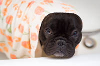 Chien-coup-de-chaleur chien sous une couverture