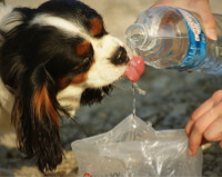 SONY DSC chien qui boit de l'eau à la bouteille