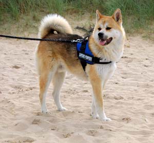 Harnais julius K9 sur akita inu Harnais julius K9 sur akita inu