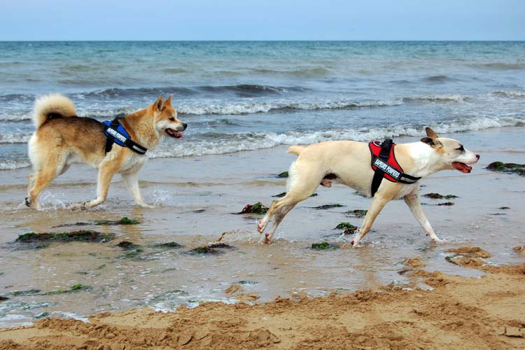 harnais julius K9 pour chien qui jouent dans l’eau à la plage harnais julius K9 pour chien qui jouent dans l'eau à la plage