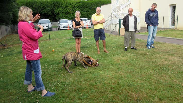 cours ecole du chiot à la clinique l'arche de venoix à caen