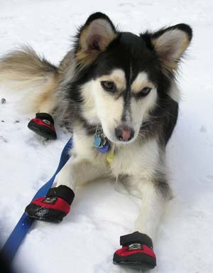 husky bottines pour la neige husky bottines pour la neige