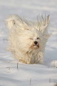 chien qui cours dans la neige chien qui cours dans la neige