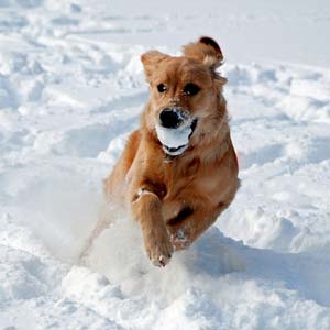 chien-mange-de-la-neige chien qui mange de la neige