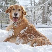 chien-neige labrador dans la neige