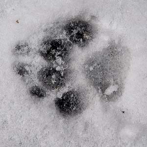 empreinte-de-patte-de-chien empreinte-de-patte-de-chien dans la neige