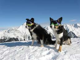 chien masque de ski chien masque de ski dans la neige
