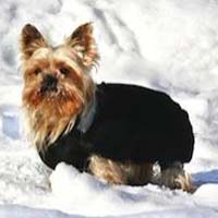 yorkshire terrier dans la neige yorkshire terrier dans la neige
