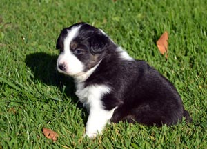 chiot bouvier bernois dans l'herbe