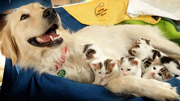 portée de chatons élevés par une chienne