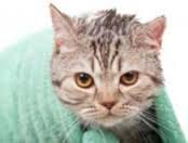 chat malade dans une serviette chat malade dans une serviette