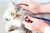chat ausculté avec un stéthoscope chat ausculté avec un stéthoscope