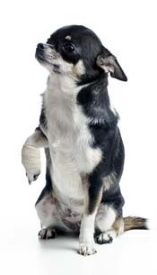 premiers soins – faire un bandage à un chien premiers soins - faire un bandage pansement à un chien