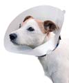 chien collerette vétérinaire chien collerette vétérinaire