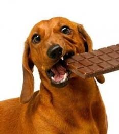 chien qui mange du chocolat