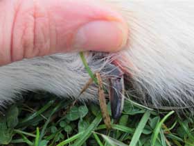 ergot cassé chez un chien